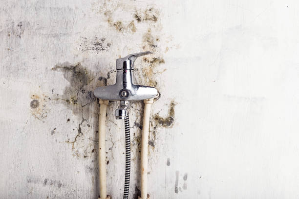 Best White Mold Remediation in Whitewright, TX