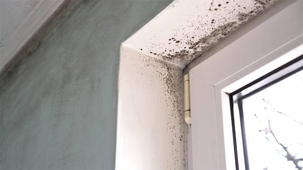 Best Commercial Mold Remediation in Whitewright, TX