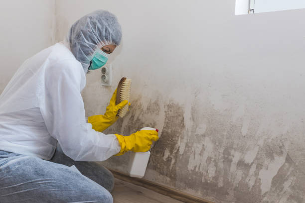 Best Mold Remediation for Specific Building Types in Whitewright, TX