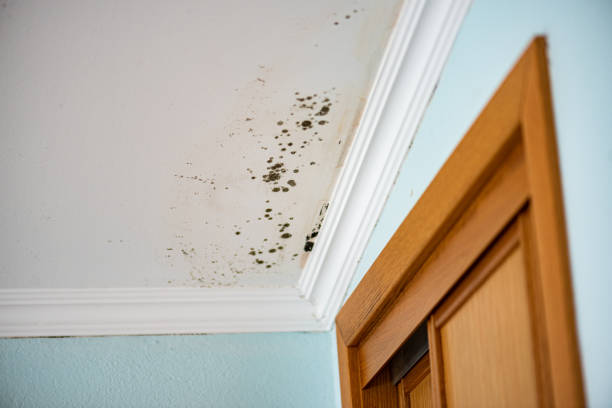 Best DIY Mold Remediation Support Services in Whitewright, TX