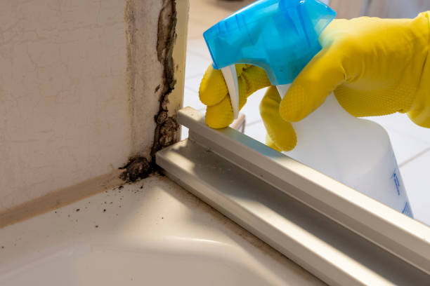 Best Localized Mold Remediation (e.g., coastal areas, humid climates) in Whitewright, TX