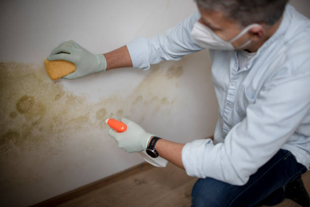 Reliable Whitewright, TX Mold Remediation Solutions
