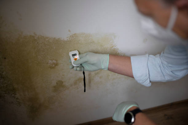 Best Mold Testing and Inspection Services in Whitewright, TX