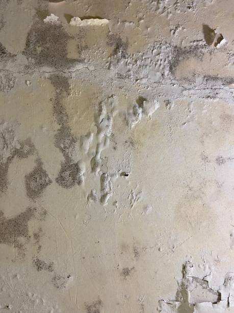 Best Commercial Mold Remediation in Whitewright, TX