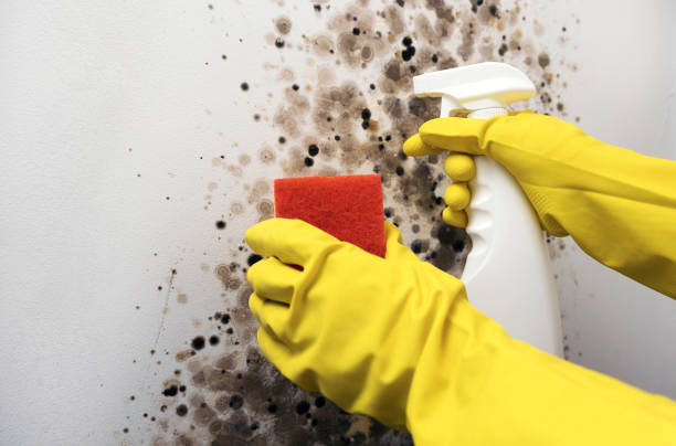 Best Insurance-Related Mold Remediation in Whitewright, TX